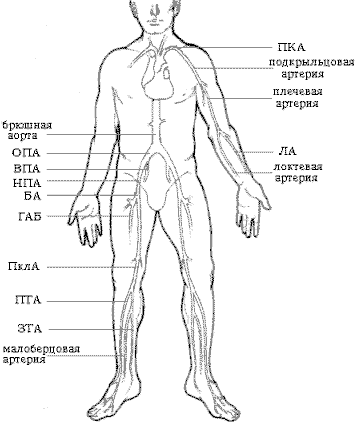 артериальная система верхних и нижних конечностей