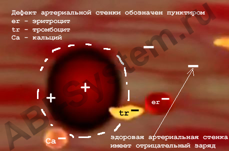 Biosite.ru::vasa vasorum